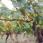 Weingut Neder: Weinlese 2016