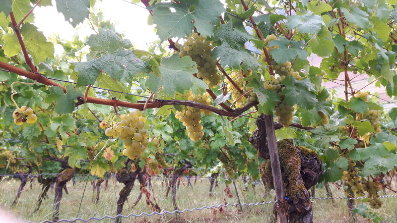 Weingut Neder: Weinlese 2016