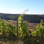 Weingut Neder: Weinlese 2016