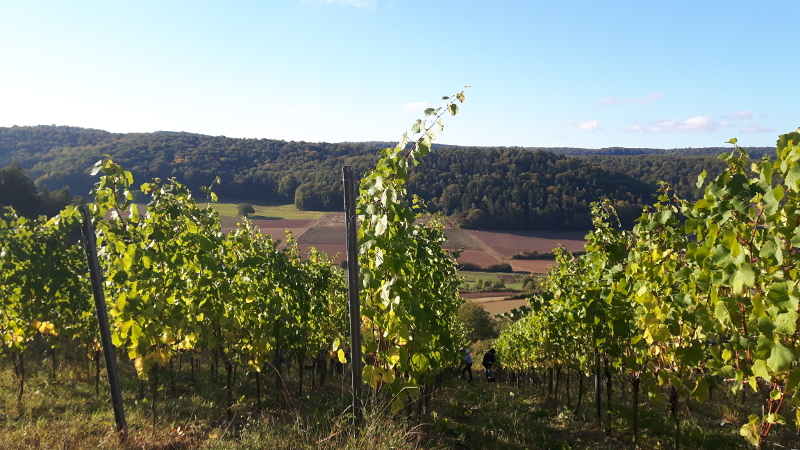 Weingut Neder: Weinlese 2016