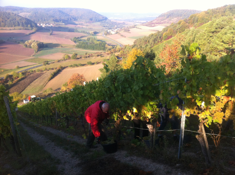 Weingut Neder: Weinlese 2016