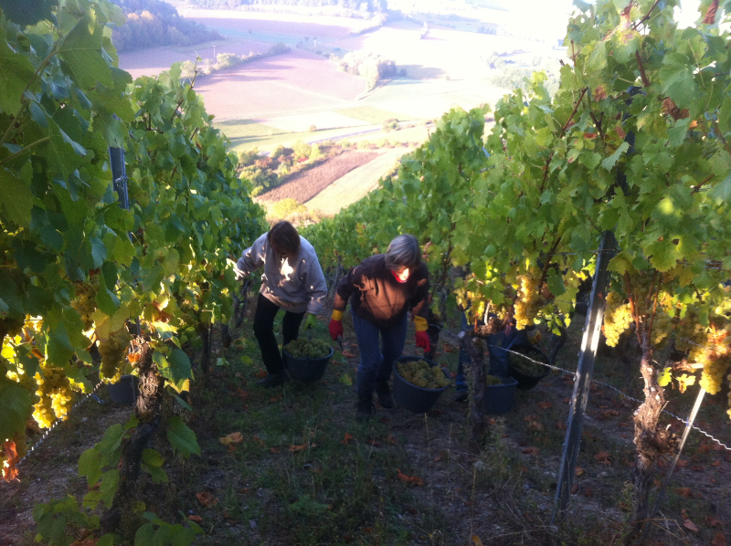 Weingut Neder: Weinlese 2016