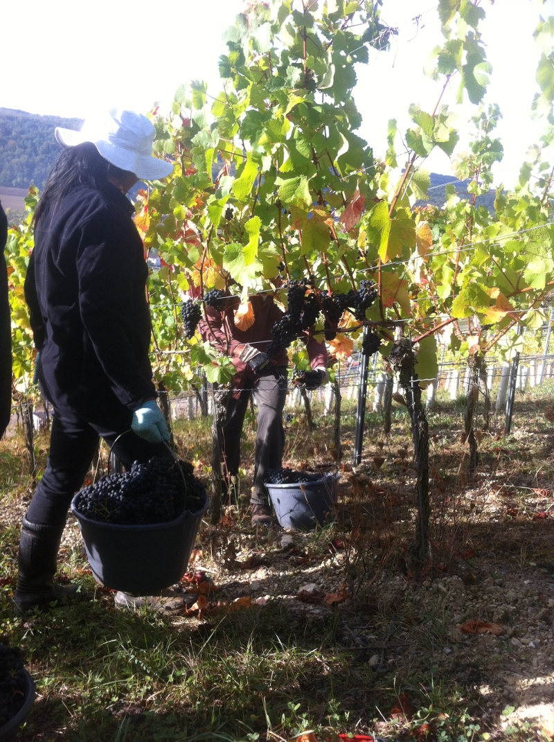 Weingut Neder: Weinlese 2016