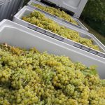 Weingut Neder: Weinlese 2016