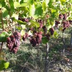 Weingut Neder: Weinlese 2016