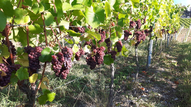 Weingut Neder: Weinlese 2016