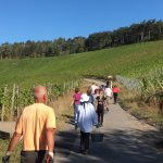 Weingut Neder: Weinlese 2016