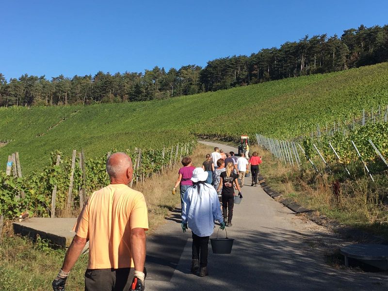 Weingut Neder: Weinlese 2016