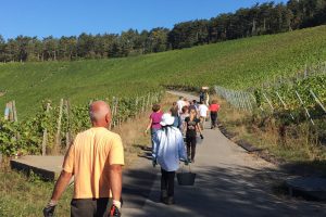 Weingut Neder: Impressionen von der Weinlese 2016