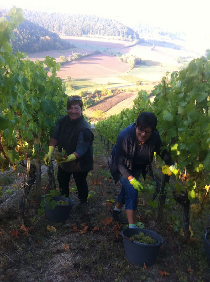 Weingut Neder: Weinlese 2016