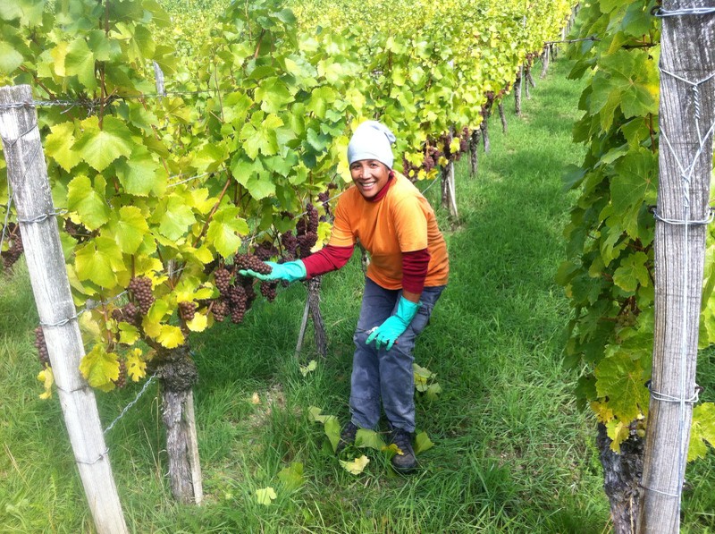 Weingut Neder: Weinlese 2016